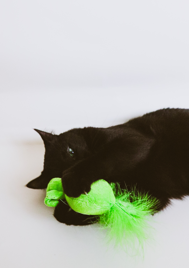citta_del_sole_cat_aromastories-2