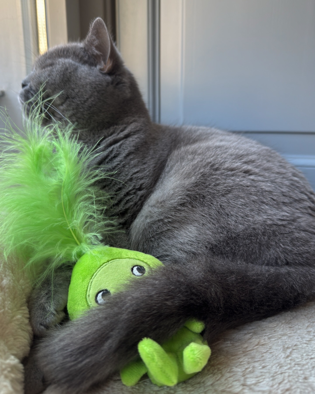 citta_del_sole_cat_aromastories _3