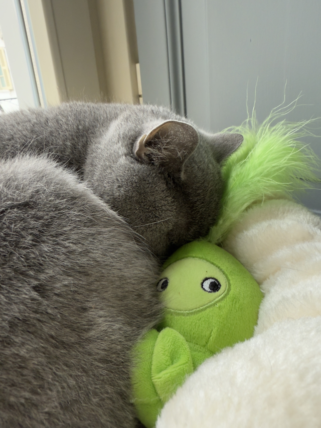 citta_del_sole_cat_aromastories