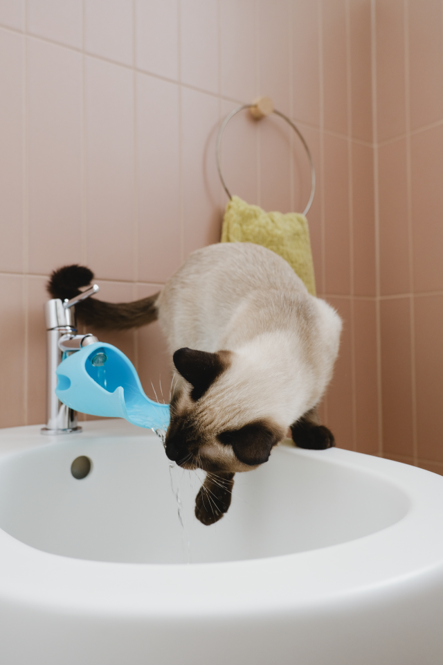 citta_del_sole_cat_gurgle