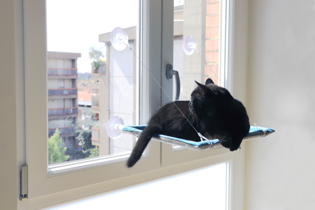 citta_del_sole_cat_view
